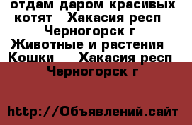 отдам даром красивых котят - Хакасия респ., Черногорск г. Животные и растения » Кошки   . Хакасия респ.,Черногорск г.